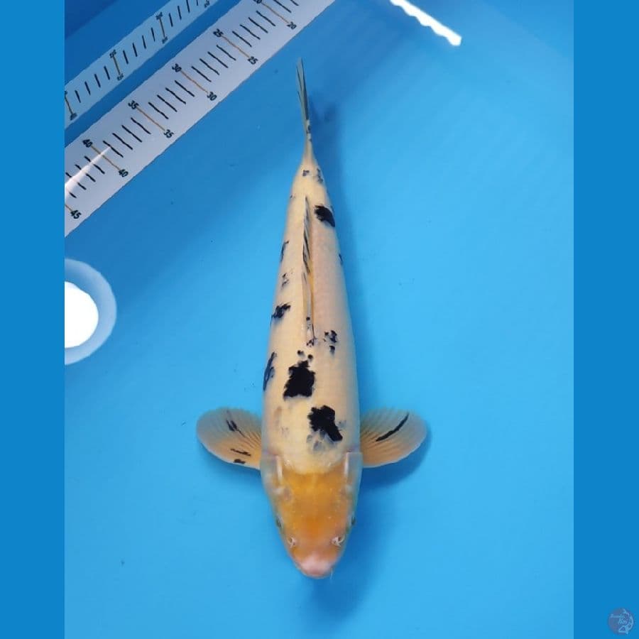 BEKKO 38CM - MALE