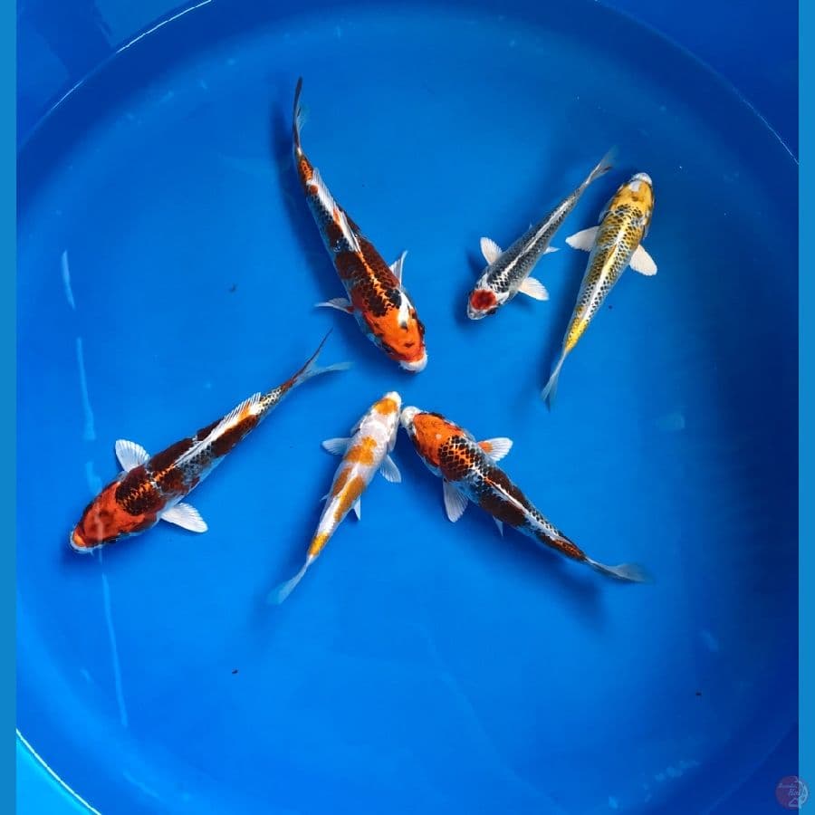 paket kujaku 14-18cm