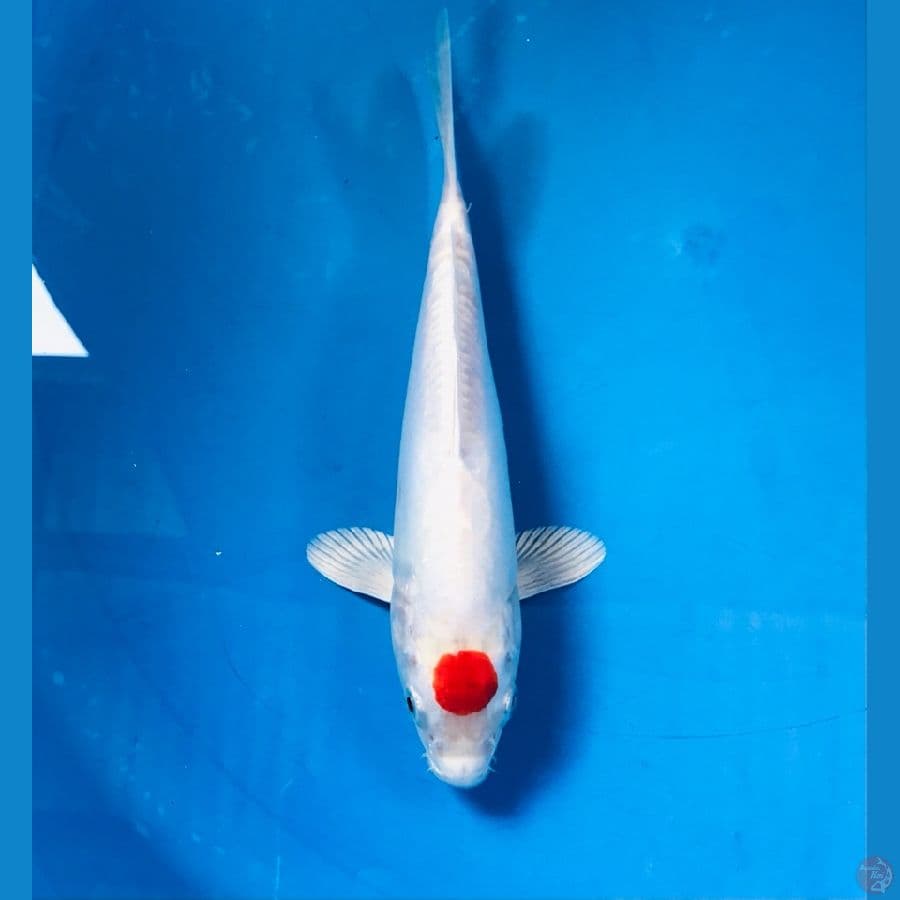tancho kikushui 24cm