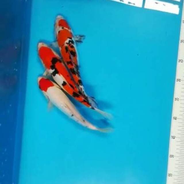 25-27cm mix sanke