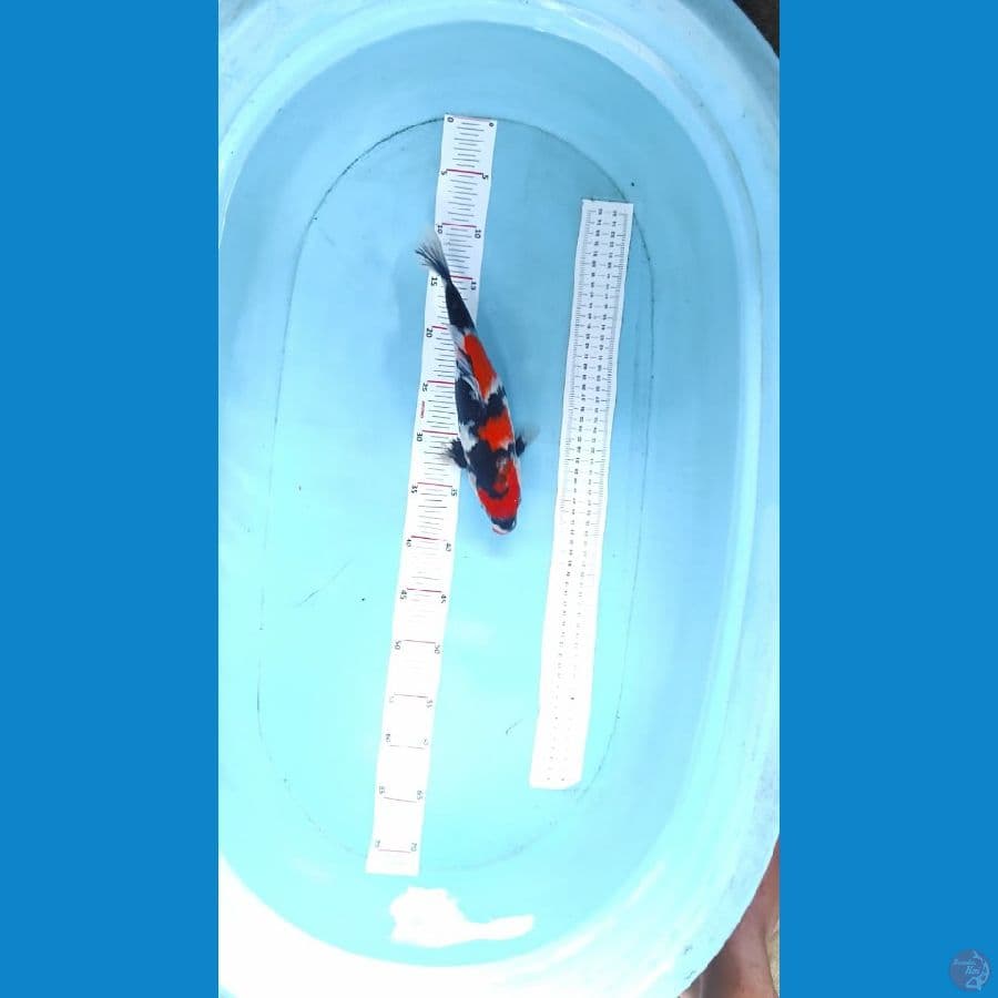 showa 30cm 