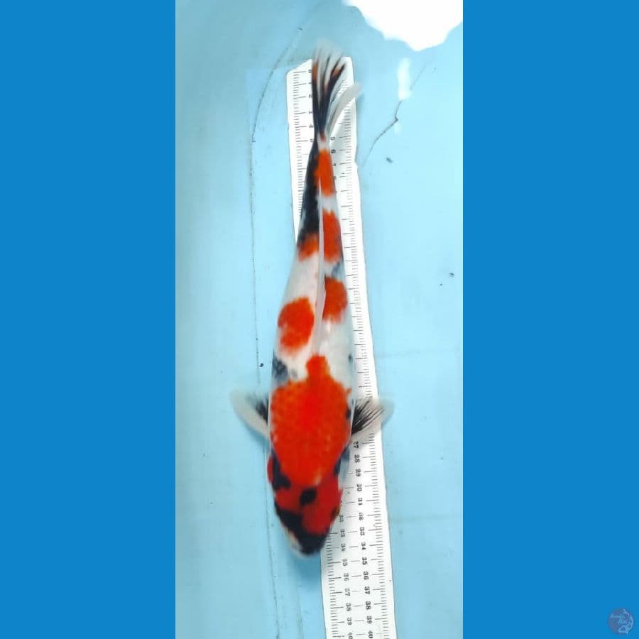 showa 34cm