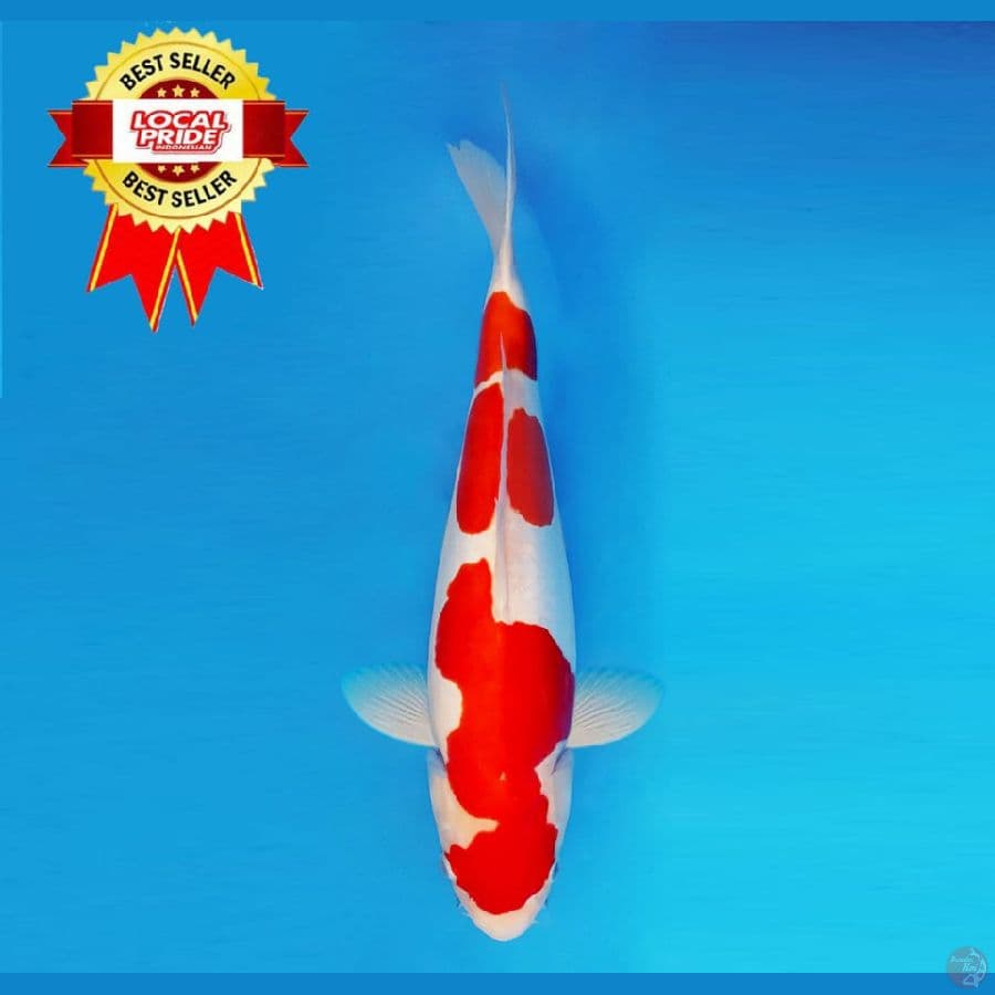 ASAHI LAVA 5 ~ Kohaku Doitsu Murni 41 cm/fm ™