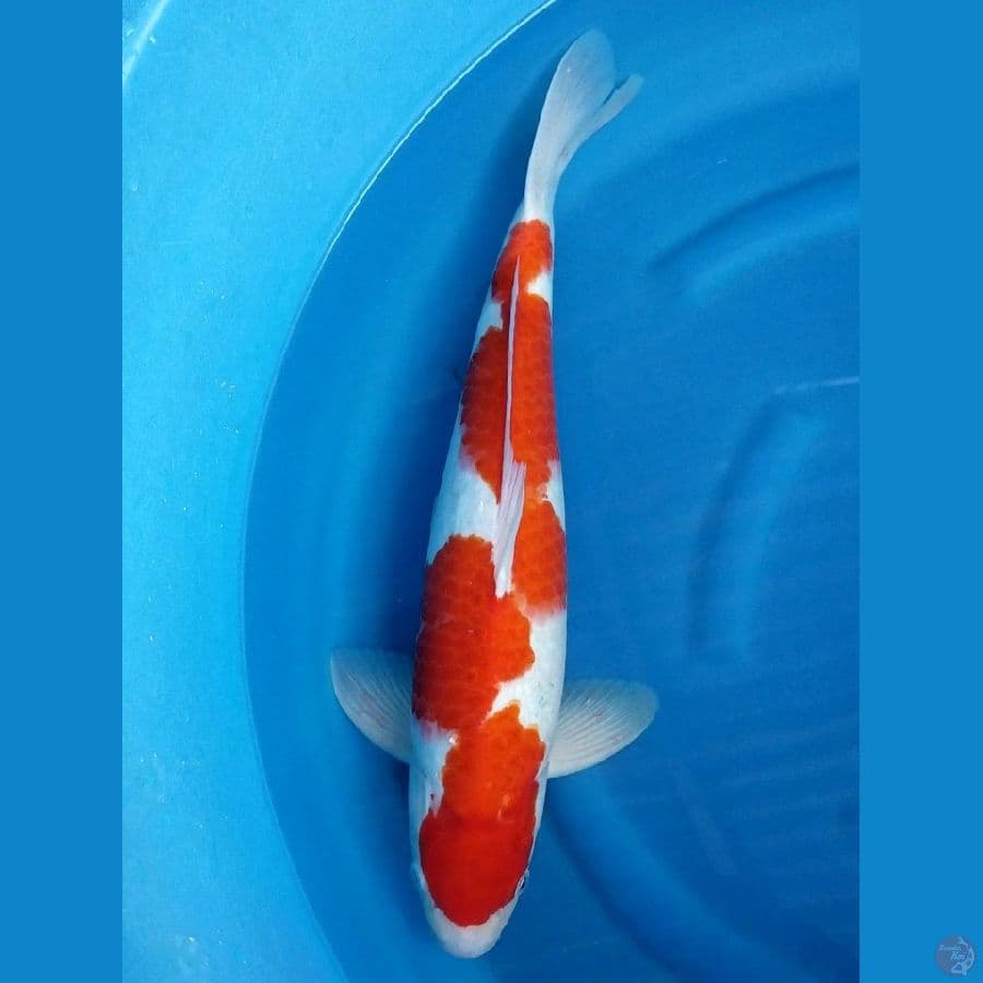 INAZUMA 51 CM MALE