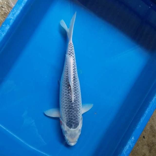 asagi 33cm