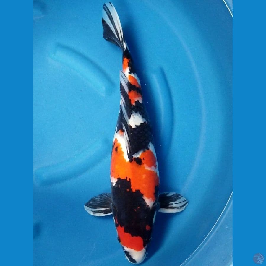 SHOWA 50 CM FEMALE