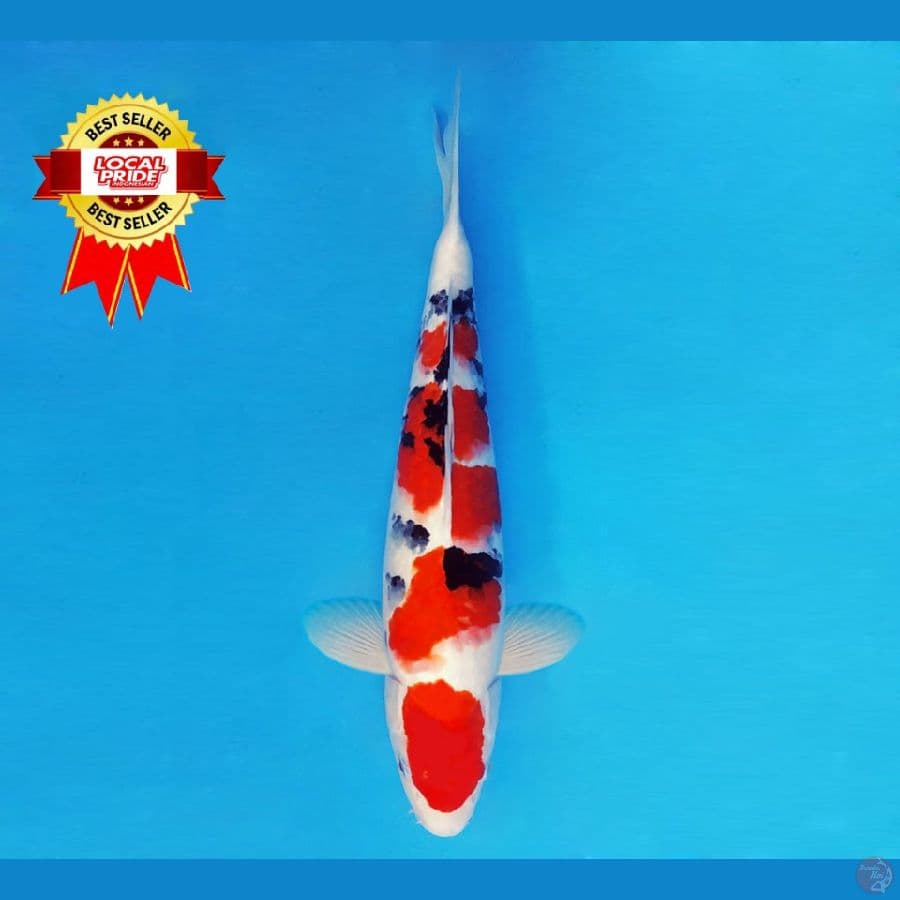 ASAHI LAVA 13 ~ Taisho Sanke 42 cm/fm ™