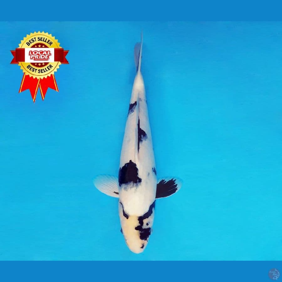 ASAHI LAVA 14 ~ Shiro Nekko 32 cm/male ™