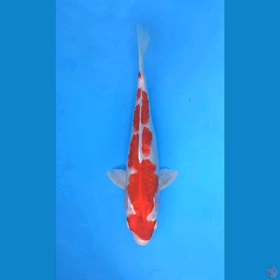 INAXUMA SAKURA OGON 37CM