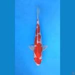 INAXUMA SAKURA OGON 37CM