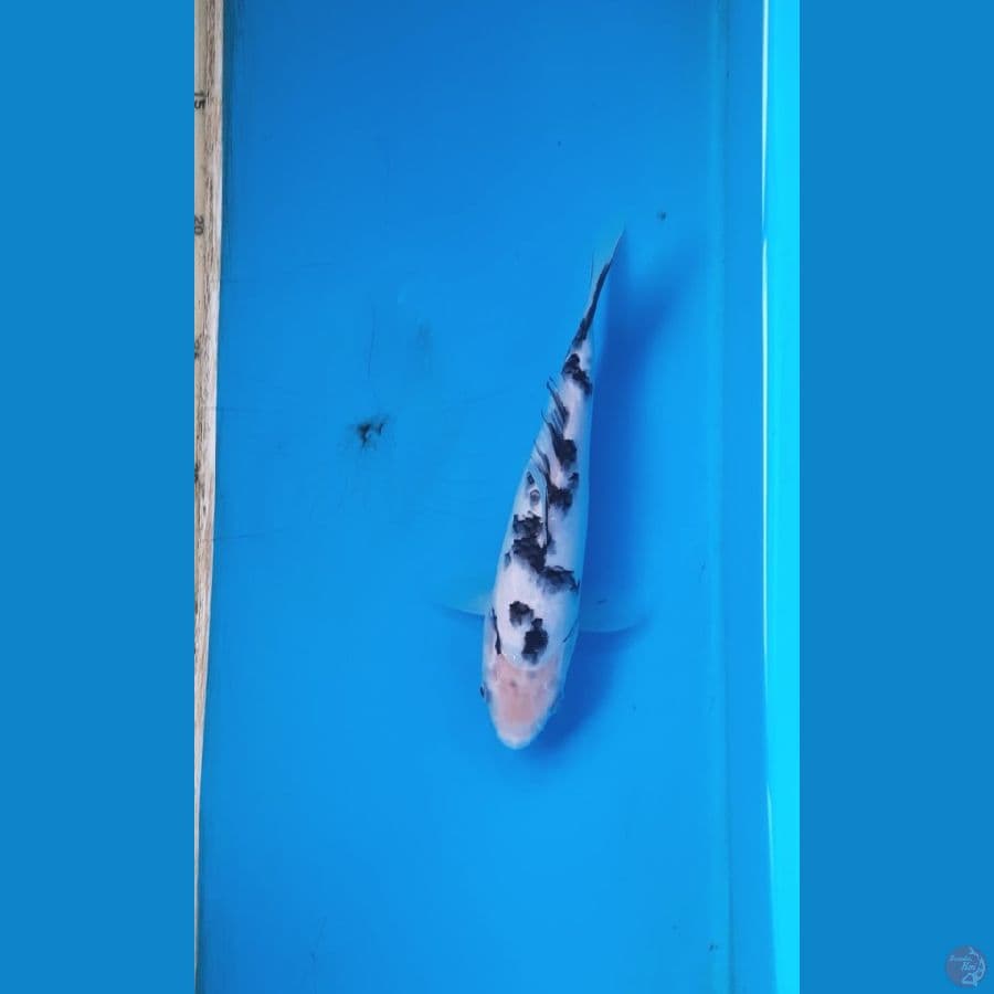 bekko