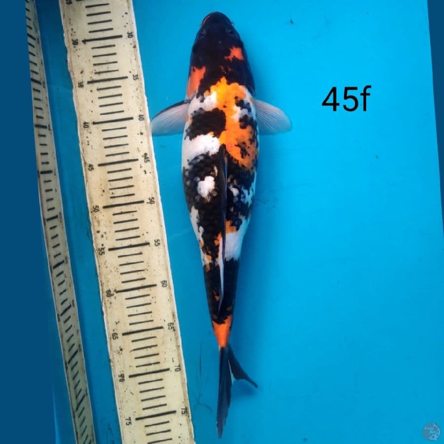 showa, 45cm female