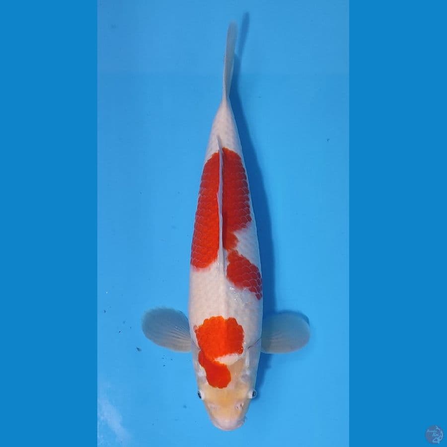 KOHAKU BAKAT JUMBO ~37cm/Male~