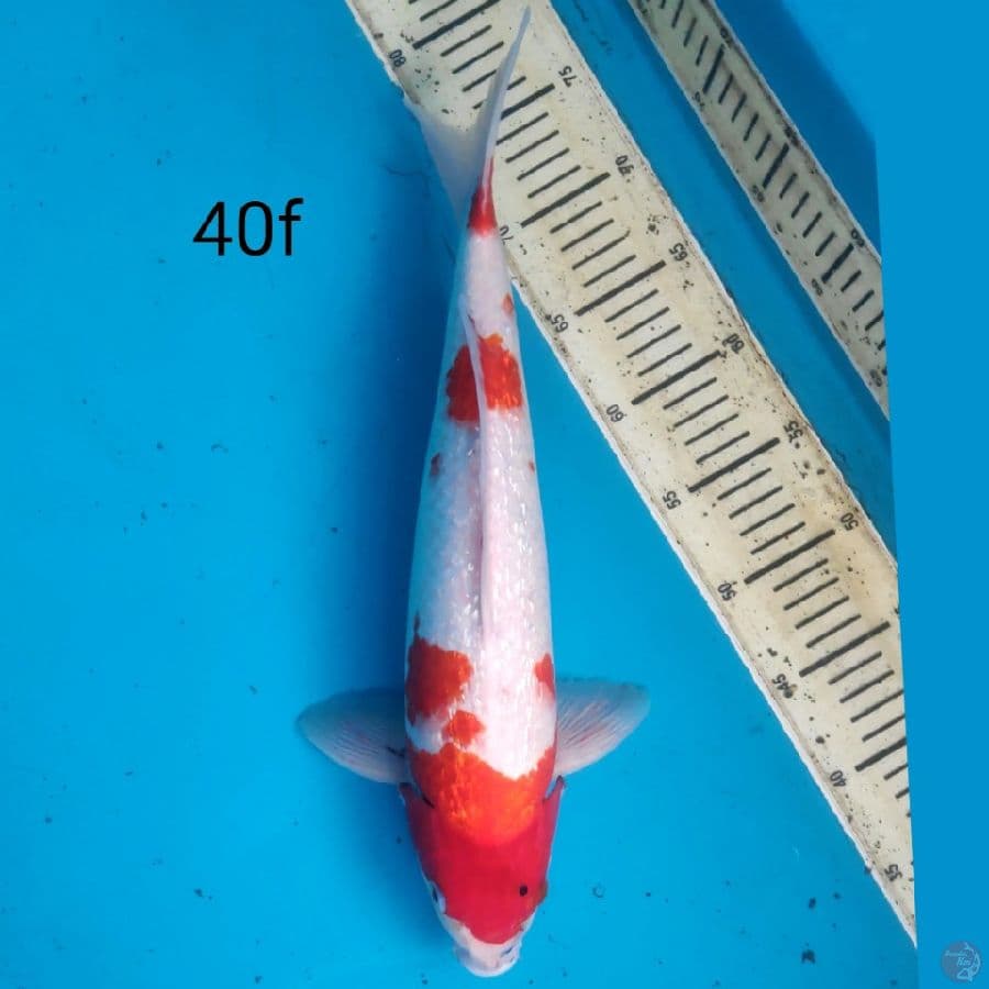gidrin, 40cm female
