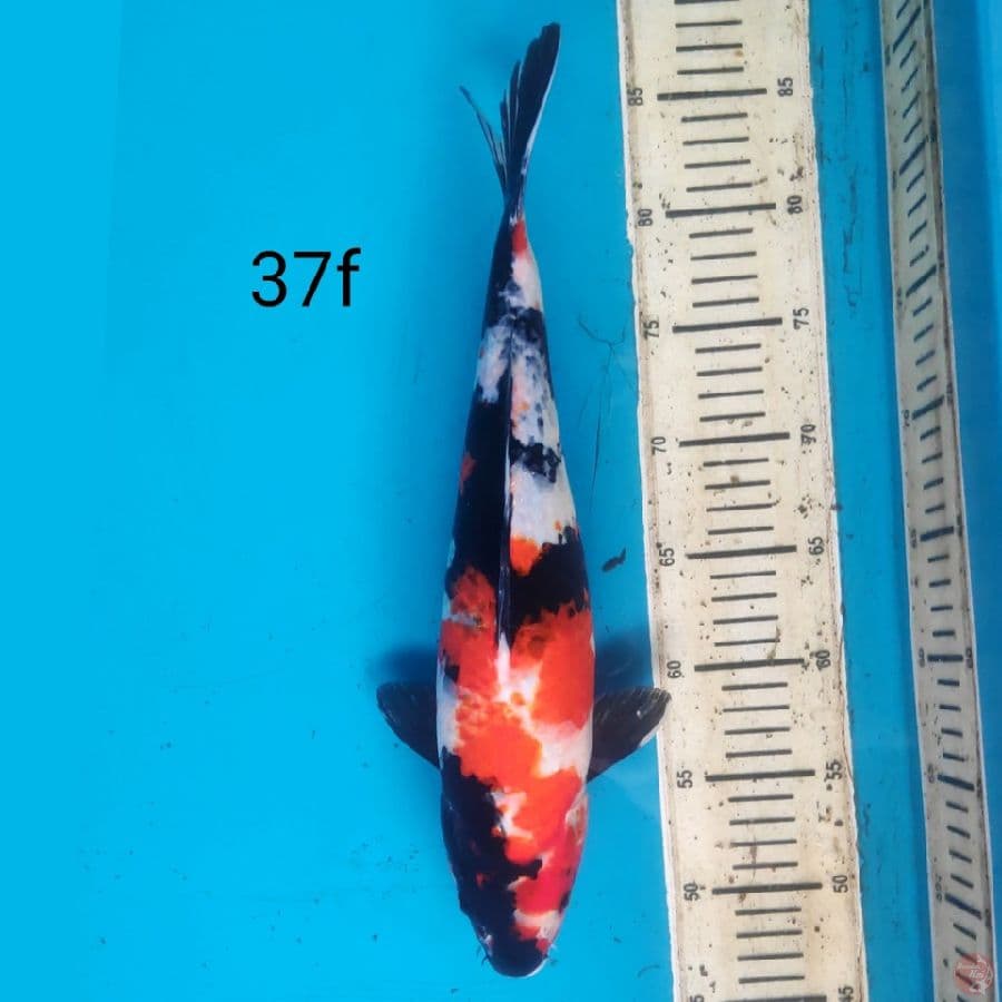 showa, 37cm female