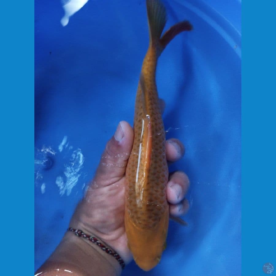 karamel jagung 24 cm