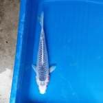 asagi 27cm