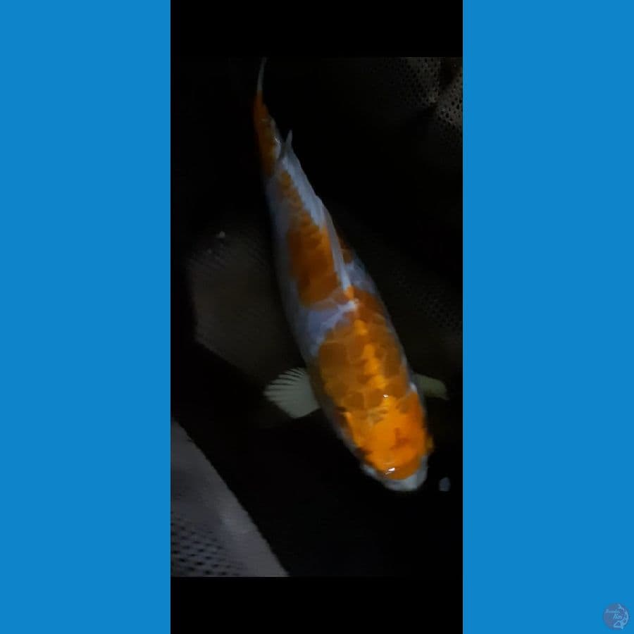 Hariwake Aragoke 25CM