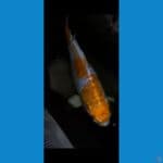 Hariwake Aragoke 25CM