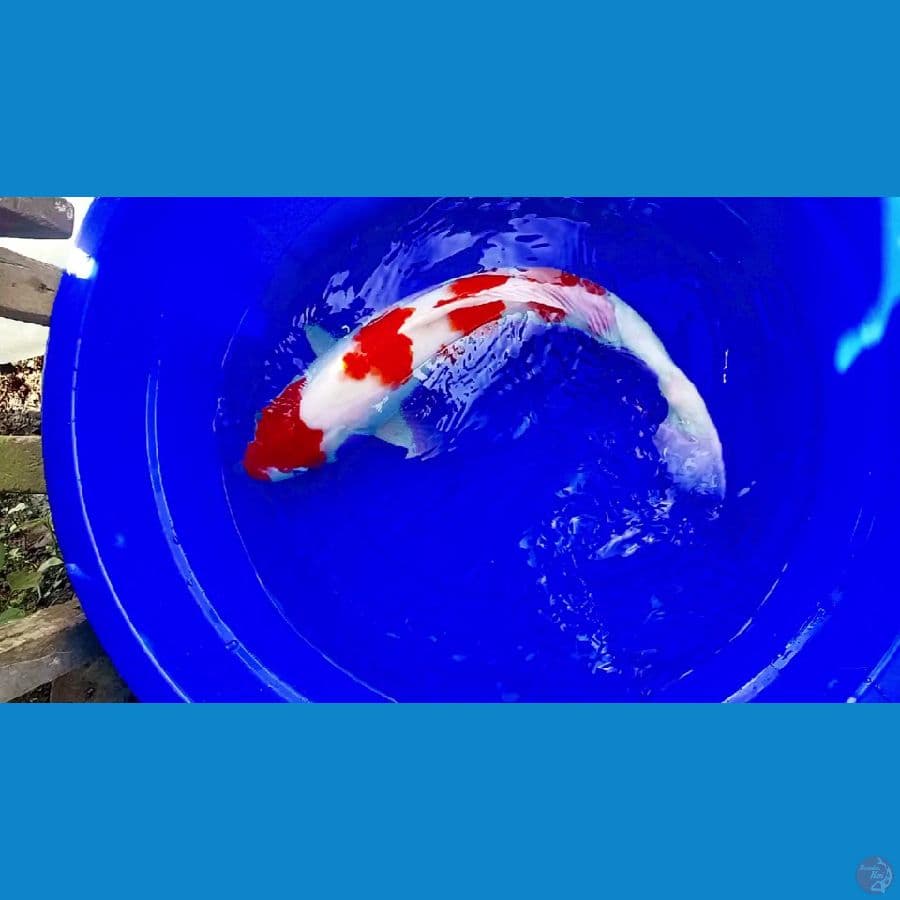60 cm kohaku