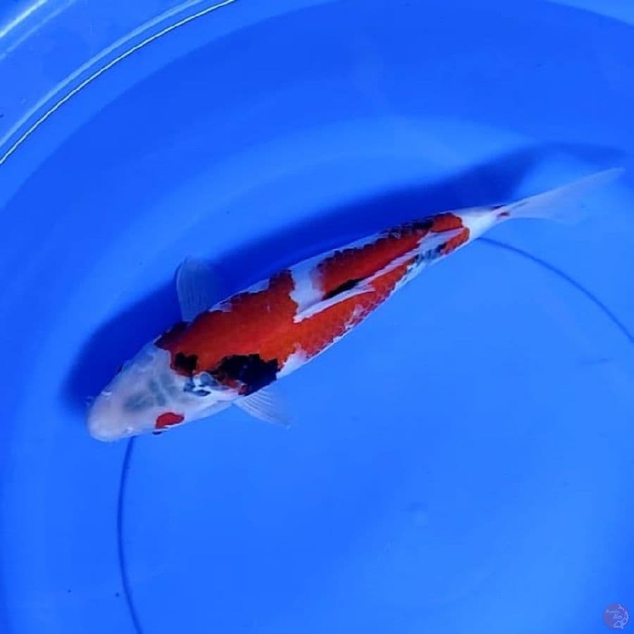 ( 33CM ) SHOWA - FEMALE