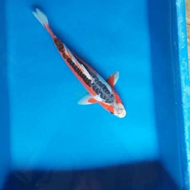 hana shusui 27cm