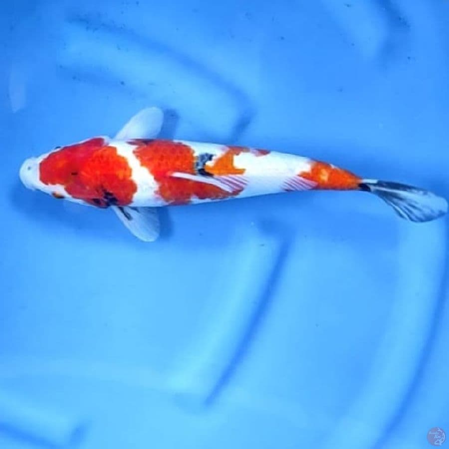 ( 31CM ) SHOWA TATEGOI - MALE 