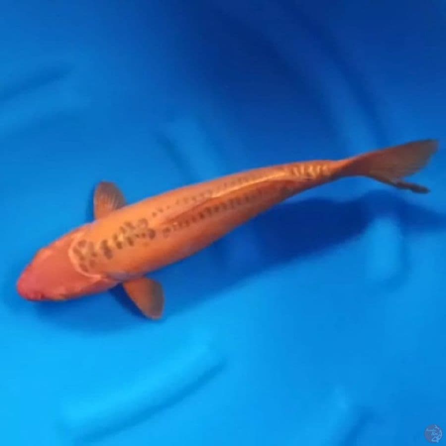 ( 38CM ) MIZUHO - MALE