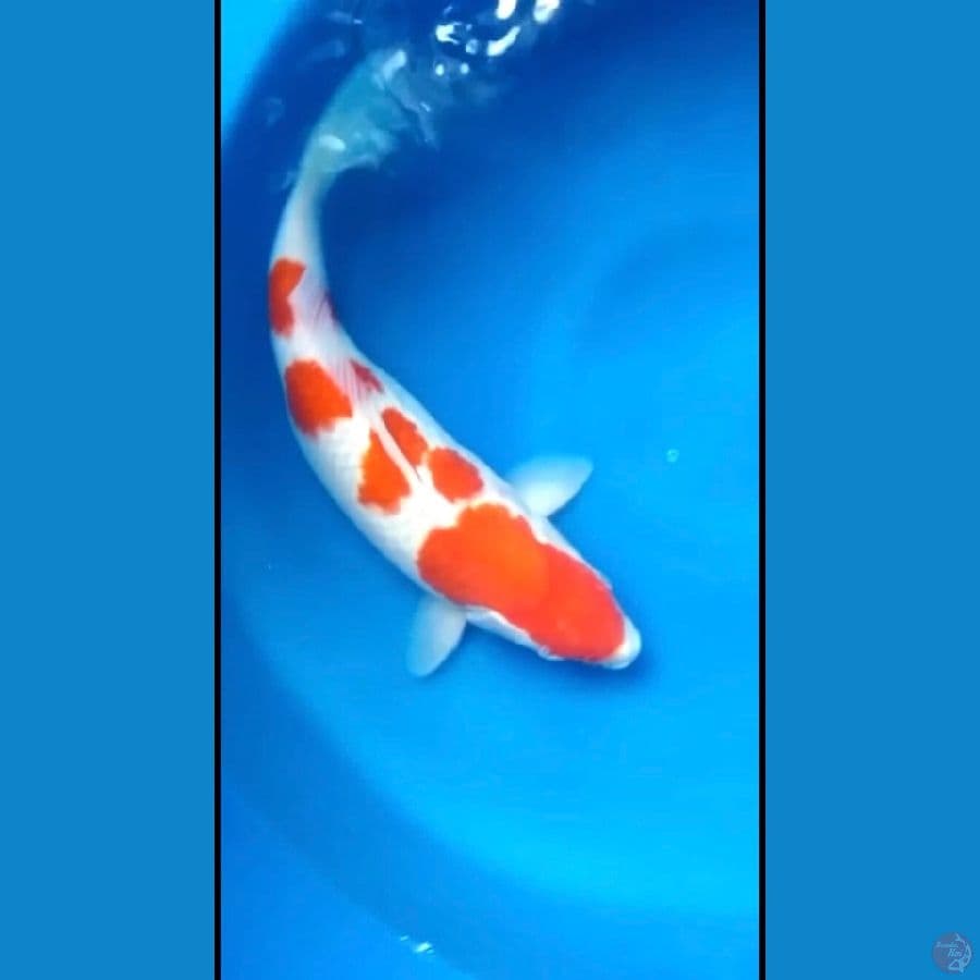 Kohaku
