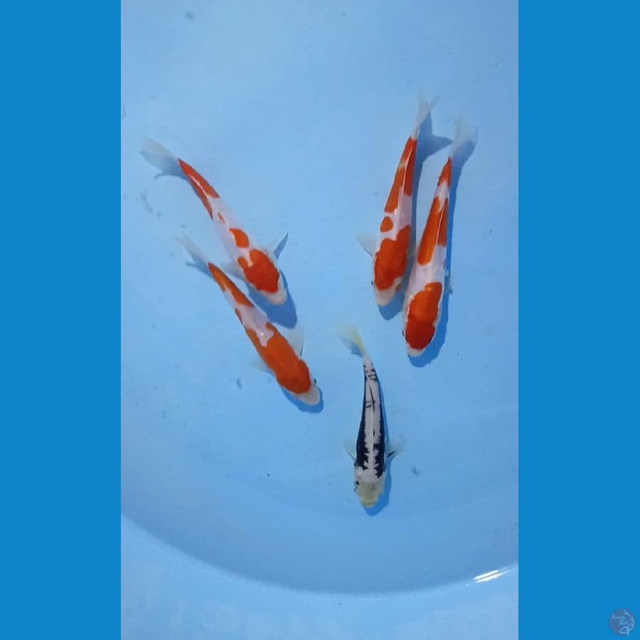 mik doit 14.15cm