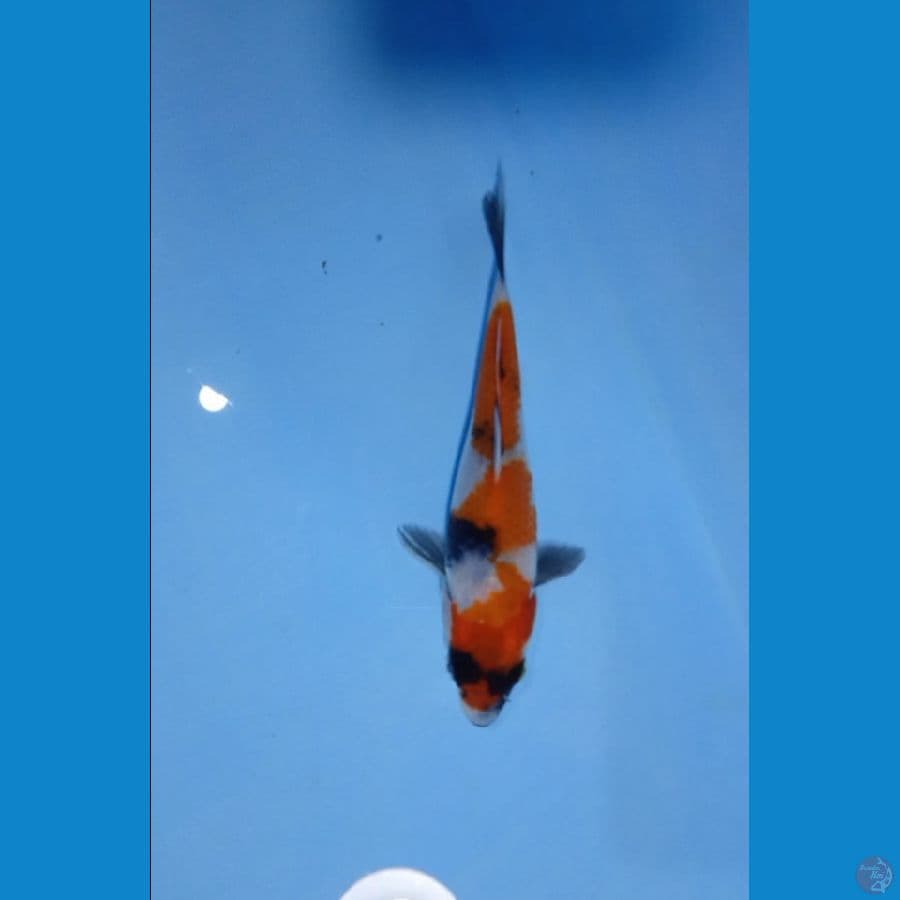 17cm sisik 