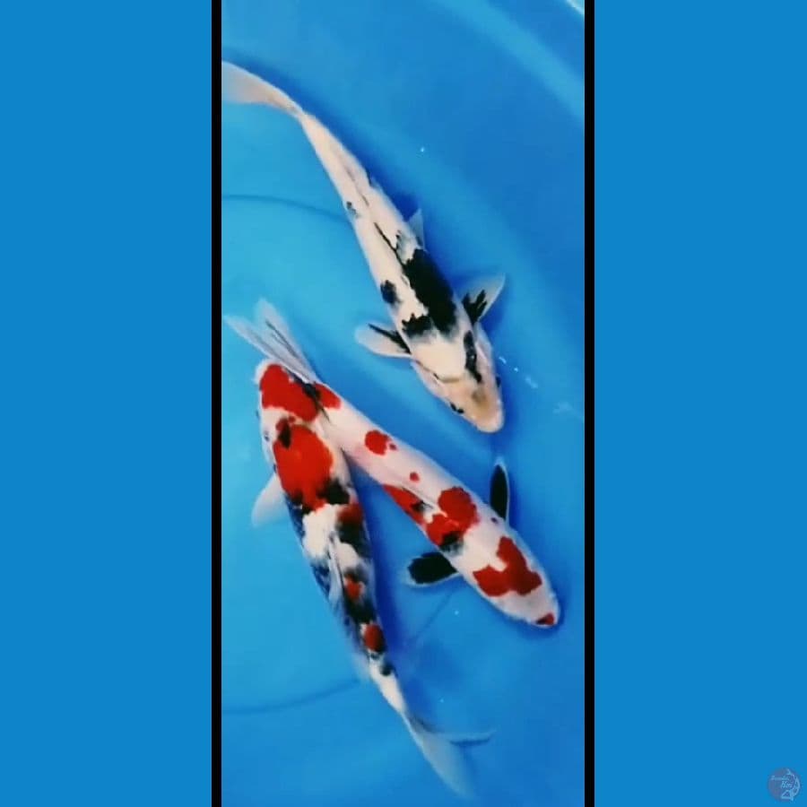 mixs koi 34 35 36cm