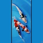 mixs koi 34 35 36cm