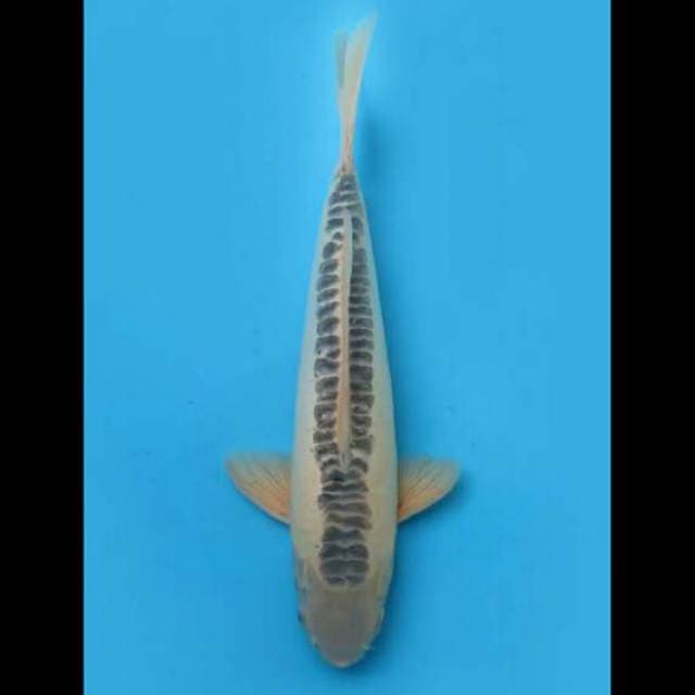 40cm Male - F1 Shusui Ring Rapat
