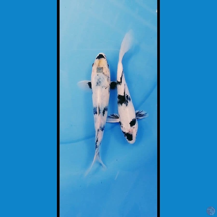 mixs siro kurleb 15 17cm