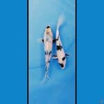 mixs siro kurleb 15 17cm
