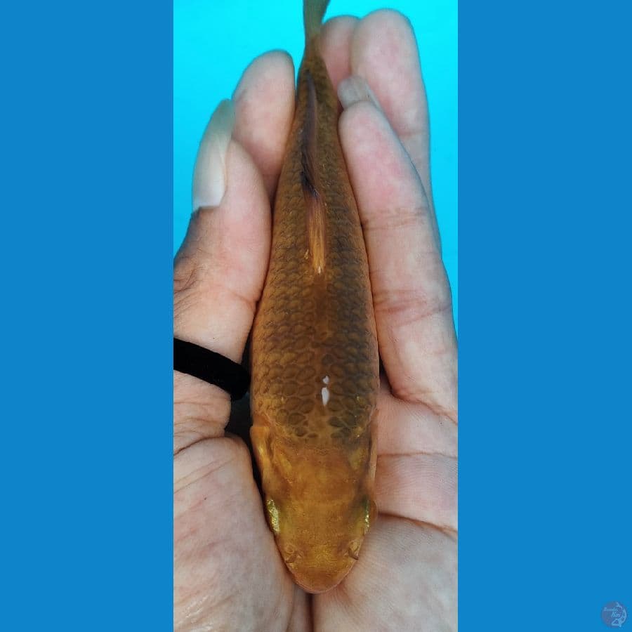 caramel 12 cm