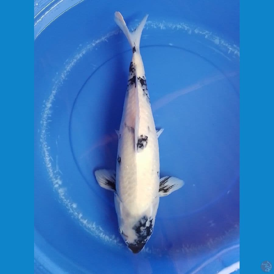 shiro 50cm/female