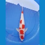 kohaku 42cm/female