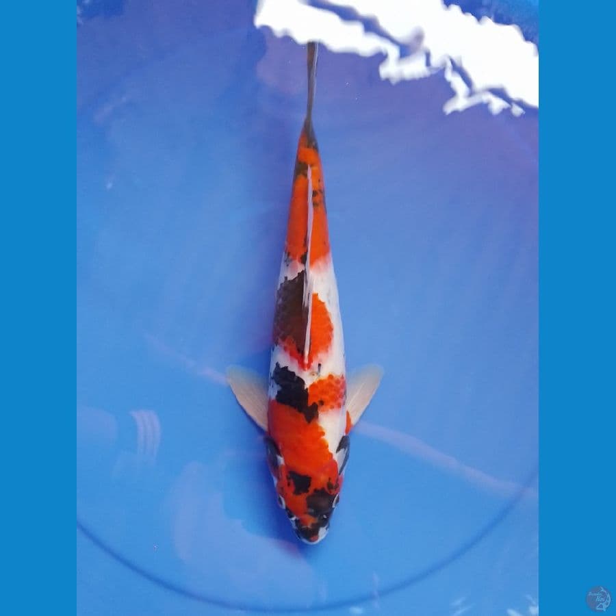 showa 33cm/male