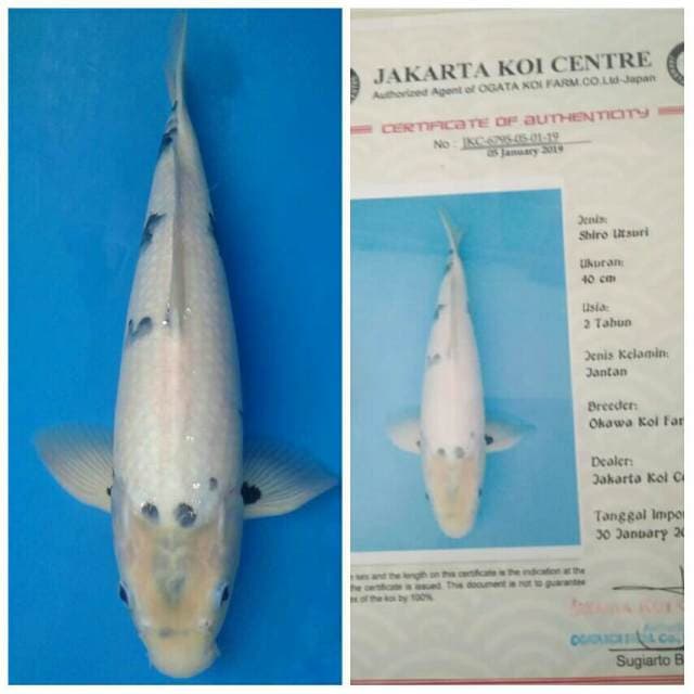 Okawa Jumbo Shiro