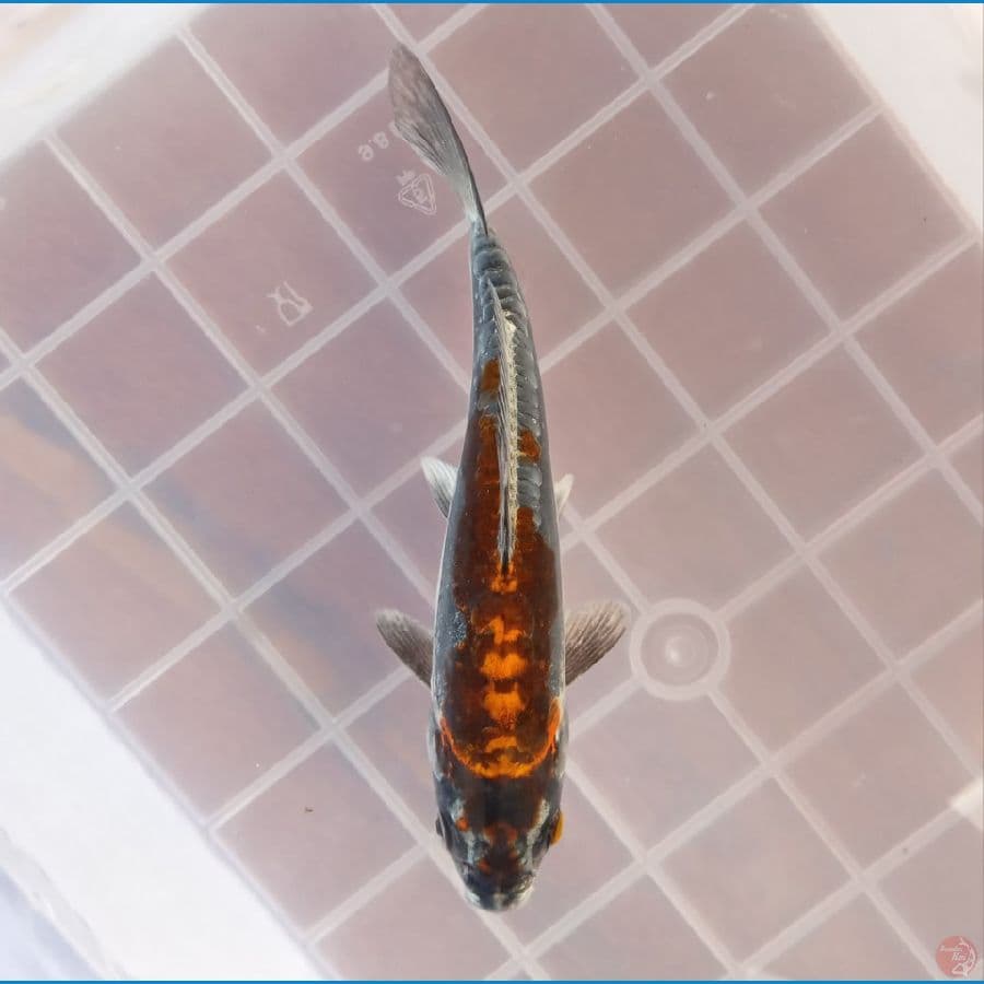 BENI KIKOKURYU 14CM
