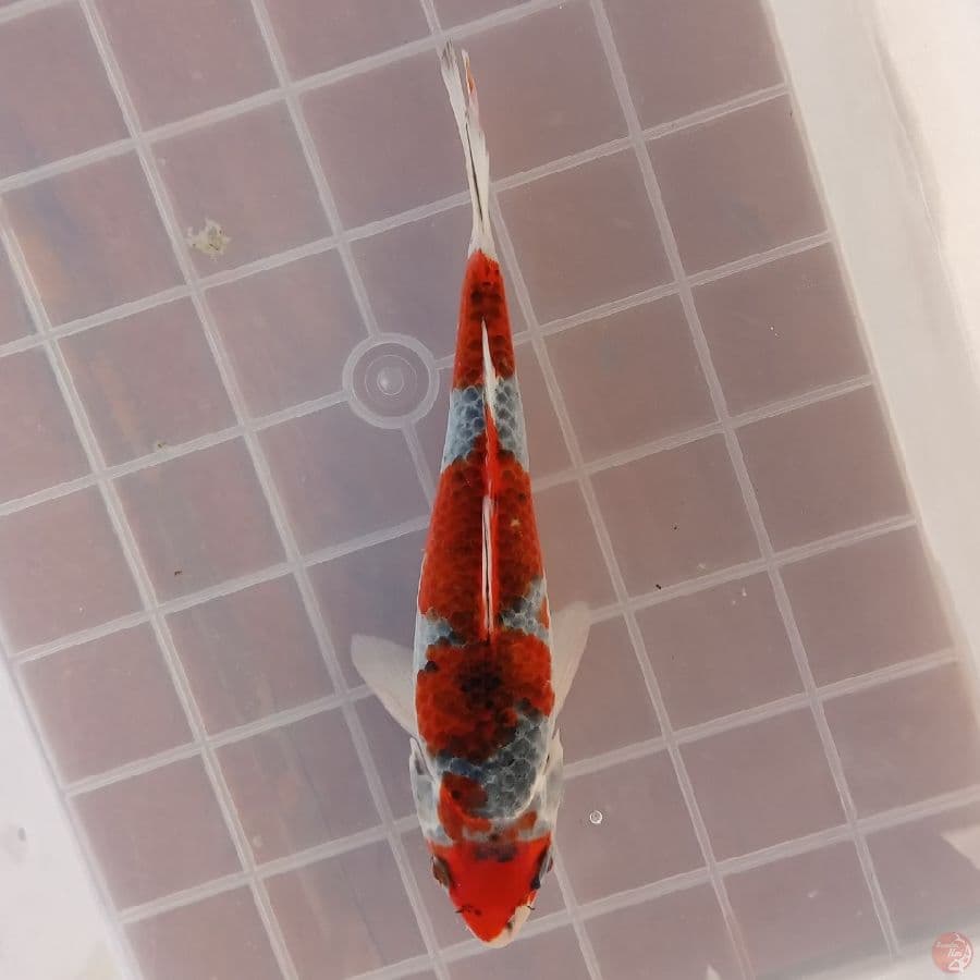 MARUTEN GOSHIKI 18CM