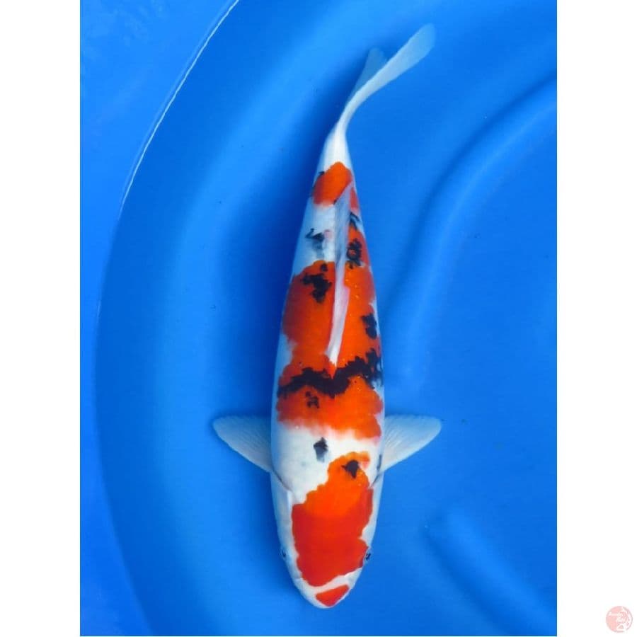 Super Jumbo Sanke , 50cm