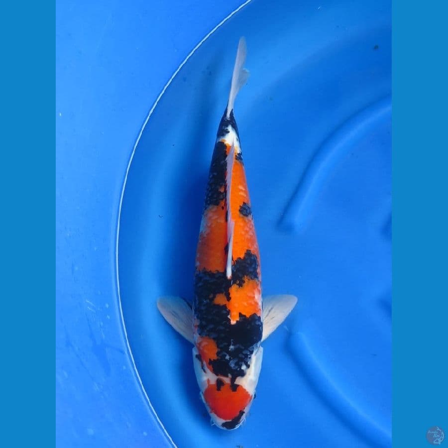 50cm , F1 Showa