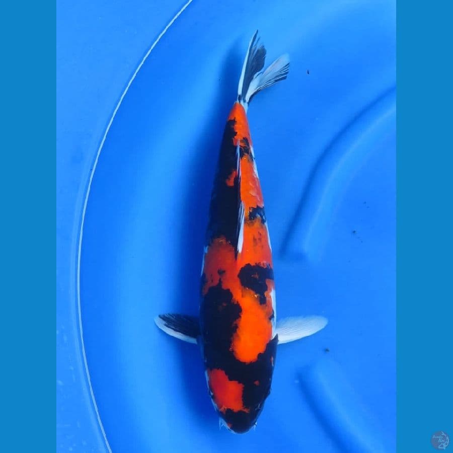 47cm , F1 Showa 