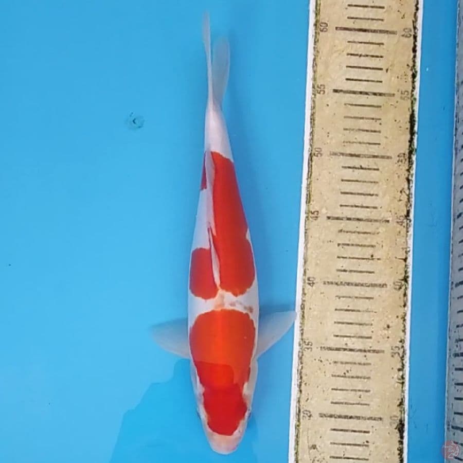 Kohaku Doit Murni ~32 F
