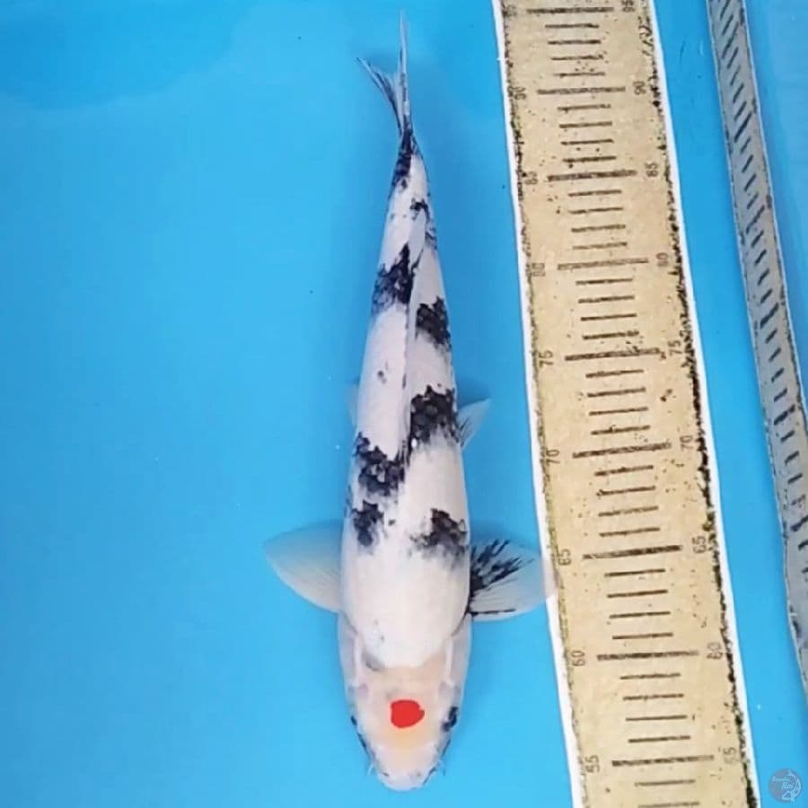 Tancho Showa ~38 M