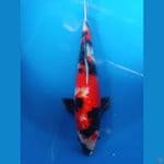 showa jantan 40 cm 