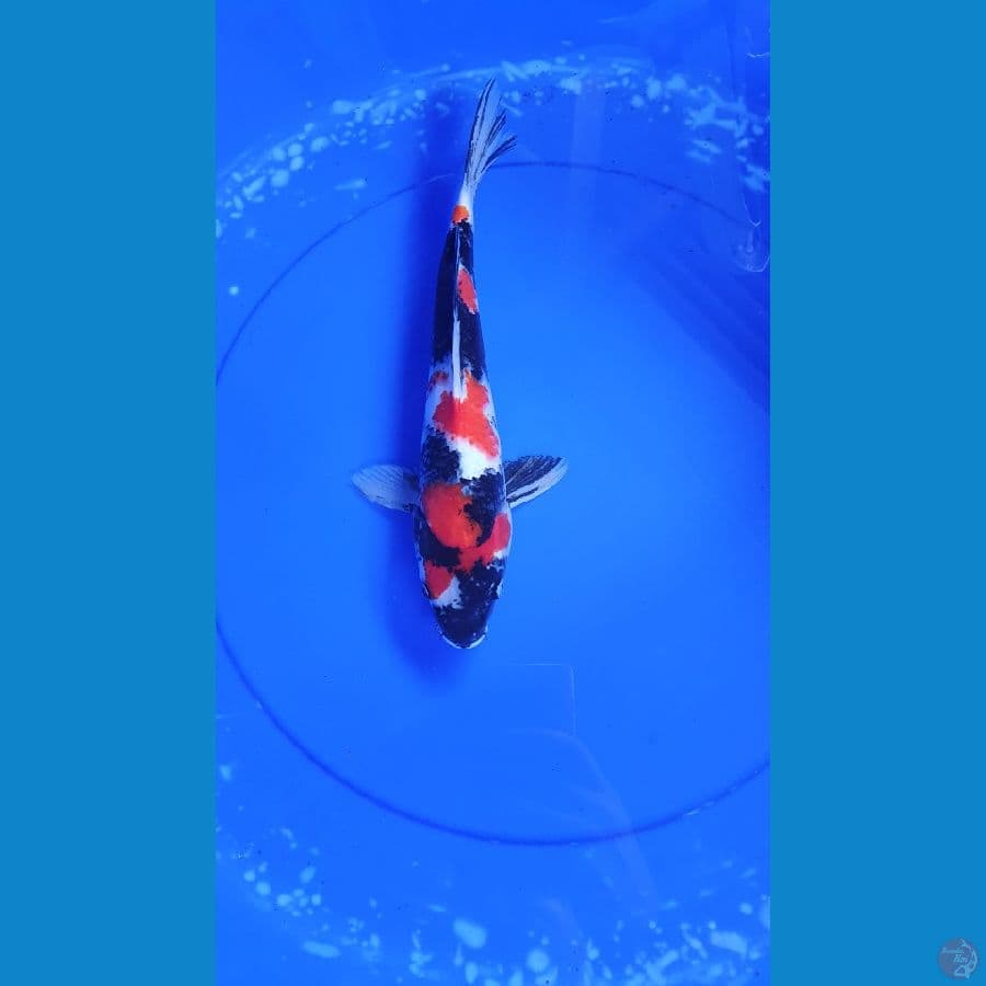 SHOWA 33 CM